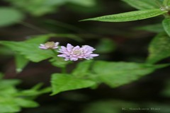 Persicaria runcinata